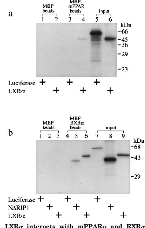 Figure 1 From The Orphan Nuclear Hormone Receptor Lxr Interacts With