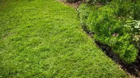 The 6 Good Weed Killer For St Augustine Grass