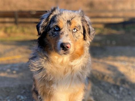 Mini Australian Shepherd Blue Merle