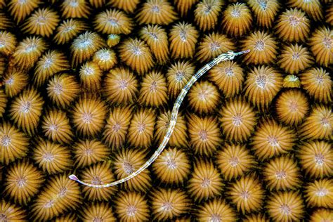 Reeftop Pipefish Swimming Over Hard Coral Maldives Photograph By Alex