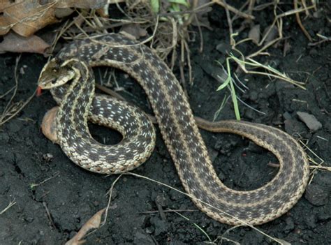 Thamnophis Sirtalis Common Gartersnake Vermont Reptile And