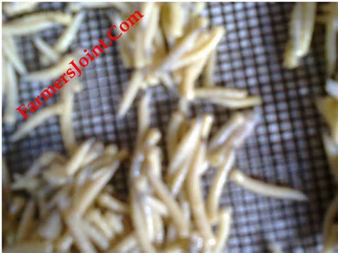 Growing Maggot For Animal Feed In Pictures Agriculture Nigeria