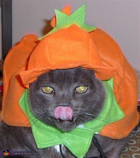 The Great Pumpkin Cat Costume | Coolest Halloween Costumes