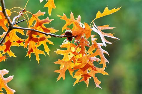 Fonds D Ecran Ch Ne Automne Quercus Palustris Branche Feuillage Nature