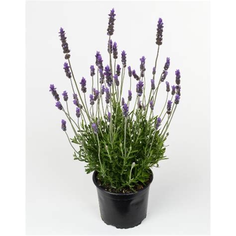 Lavandula La Diva Eternal Elegance Products D Mmen Orange