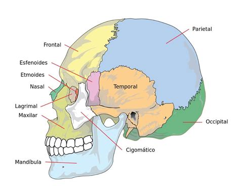 Discover The Essential Bones Of The Skull A Comprehensive Guide