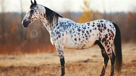 White And Black Spotted Horse Standing Out In An Open Field Background