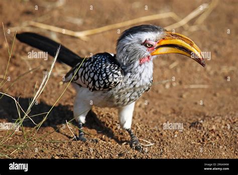 Gelbschnabeltoko Kruger Nationalpark Southern Yellow Billed Hornbill