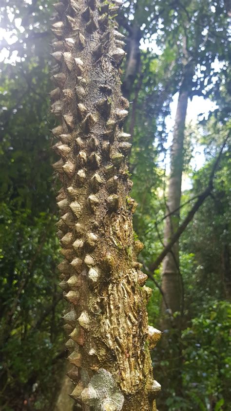 Satin Tree From Bunya Mountains Qld Australia On March At