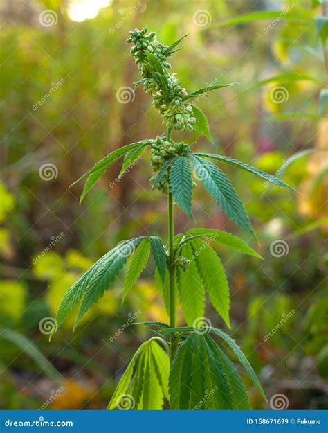 Mature Male Cannabis Plant Ready For Pollination Stock Image Image Of