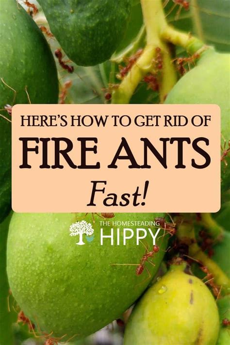 Fire Ants Artofit