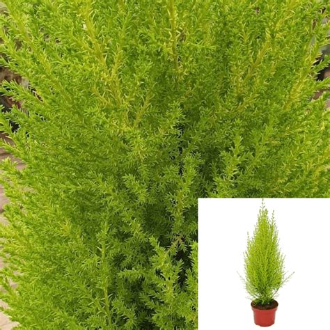 Cupressus Goldcrest Plant Golden Monterey Cypress Lemon 2 Gallon Outdo