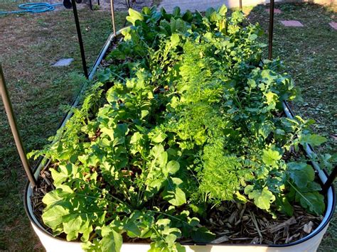 Common Arugula Seeds Baker Creek Heirloom Seeds