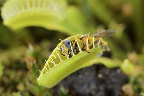 Découverte Le monde mystérieux des plantes carnivores patrice glemet fr