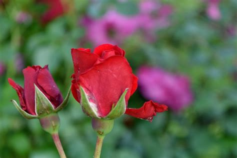 Free Picture Green Leaves Horticulture Red Flower Summer Flora