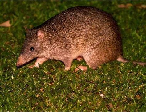 NORTHERN BROWN BANDICOOT LIFE EXPECTANCY