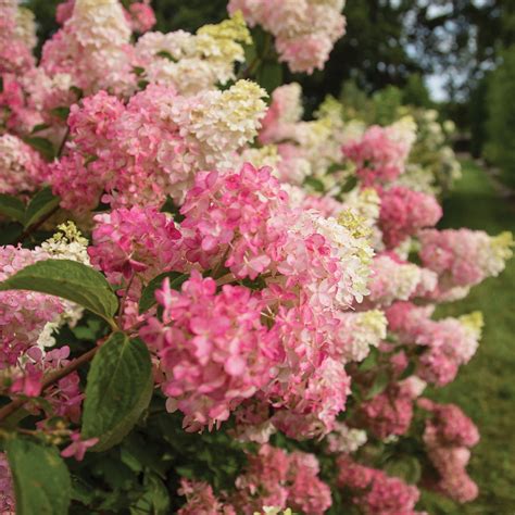 BERRY WHITE® Panicle Hydrangea – Jardineries Botanix