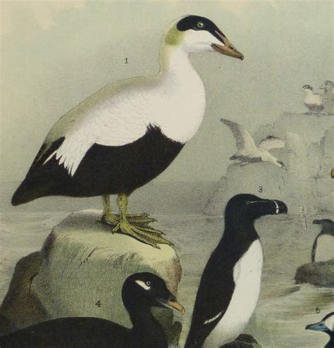 Sea Birds Antique Bird Print 1881