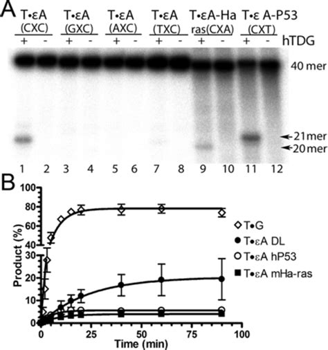 Kinetics And Sequence Context Dependence Of TDG Catalyzed Excision Of T