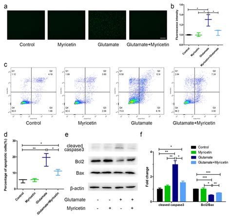 Myricetin Ameliorated Excitotoxicity Induced Ht Cell Apoptosis A