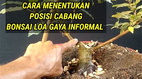 Cara Menentukan Posisi Cabang Yang Tepat Untuk Bonsai Loa Gaya Informal