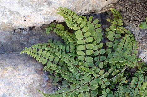 Como Plantar Avenca Brava Asplenium Trichomanes Queridas Plantas