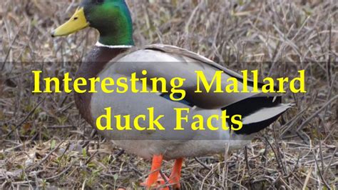 Interesting Mallard Duck Facts Youtube