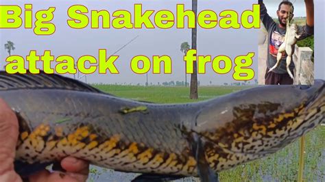 Big Snakehead Hunting Mural Fishing Best Shikaar Youtube