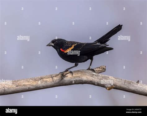 Male Red Winged Blackbird Agelaius Phoeniceus Perched On Tree Stock