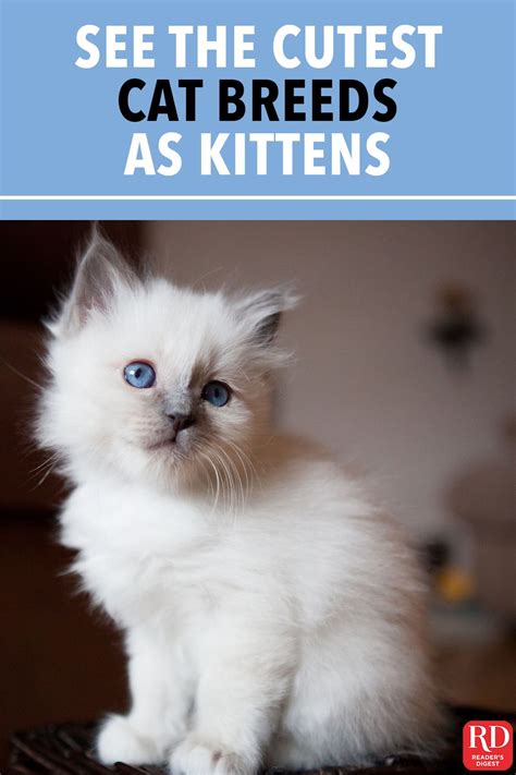 What Do The Cat Fanciers Associations 44 Most Popular Cat Breeds Look