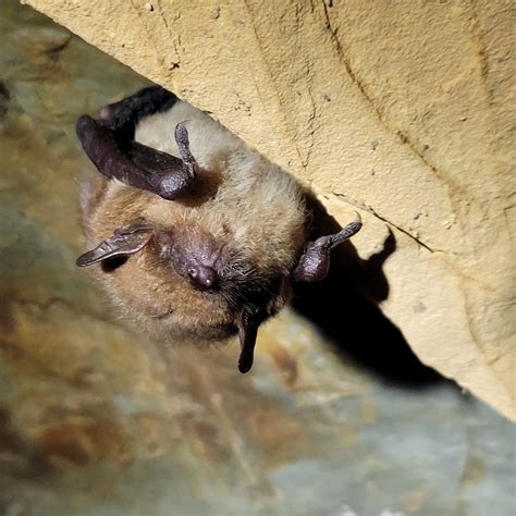 Events & Initiatives — Georgia-Alabama Land Trust