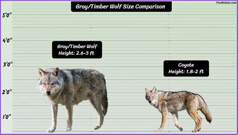 Graytimber Wolf Size How Big Are They Compared To Others