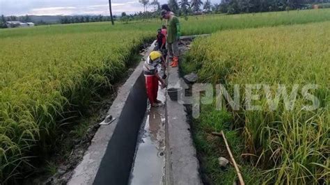 Desa Loh Sumber Bangun Jaringan Irigasi Sepanjang 6 Kilometer Upnews Id