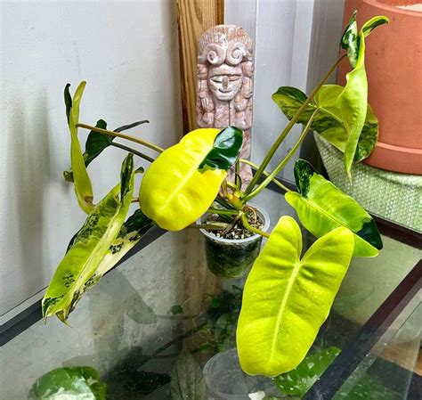 Philodendron Burle Marx HIGHLY Variegated Rooted B1 Etsy