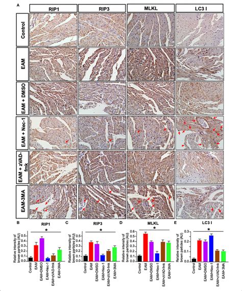 Immunohistochemical Staining Of Rip Rip Mlkl And Lc B In Rat