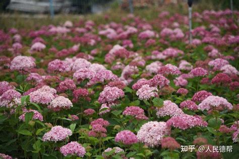 夏季浪漫明星植物——乔木绣球“粉色贝拉安娜” 知乎