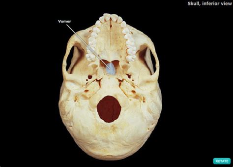 Skull Anatomy Flashcards Quizlet