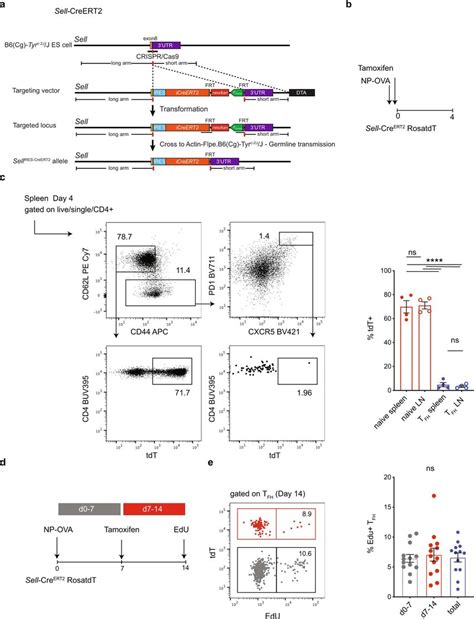 Production Of Sell Creert2 Rosa Tdt Indicator Mice A Targeting