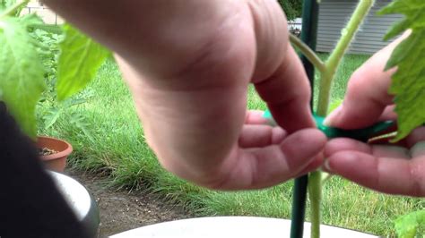 How To Mulch And Stake Container Tomato Plants Youtube