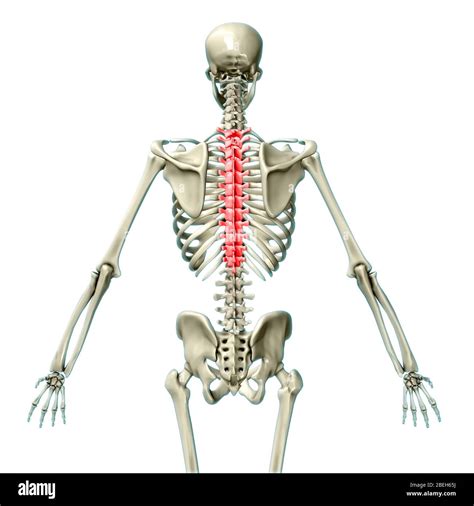 Thoracic Vertebrae Illustration Stock Photo Alamy