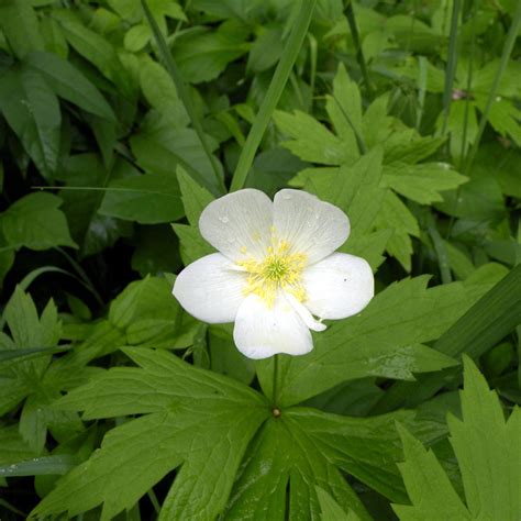 Canadian Anemone Anemone Canadensis Native Perennial Davenport