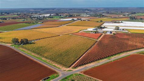 Chinese Buyer Swoops On Red Cliffs Table Grape Farm The Weekly Times