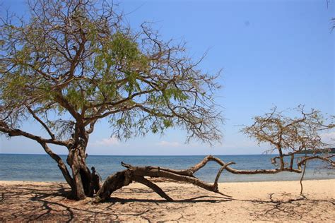 Menjelajahi Pantai Bama Di Banyuwangi Indonesia Kaya