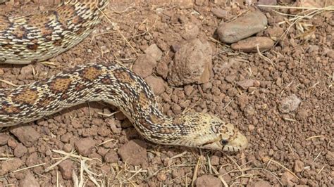 Gopher Snake Vs Bull Snake (Which Makes The Better Pet?)