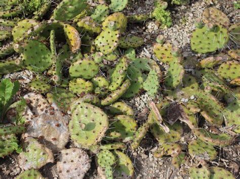 Photo Of The Entire Plant Of Mojave Prickly Pear Opuntia Phaeacantha