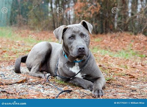 Blue Pitbull Bulldog Mixed Breed Dog Stock Image - Image of pitbull ...