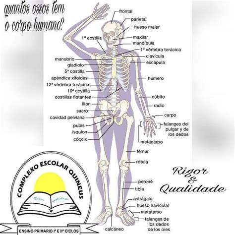 Quantos Ossos Tem O Corpo Humano Infantil - Complexo Escolar Quineus - Quantos ossos tem o corpo humano? R%: São ...