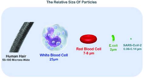 The relative size of SARS-CoV-2 compared to E. coli, red blood cell ...