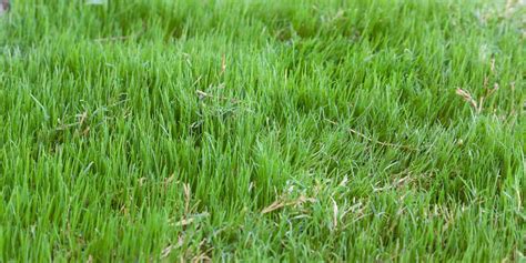 Wintergrass Control Lawn Care Lawn Maintenance The Lawncare Man Perth Wa