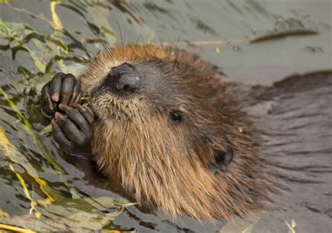 Beavers are thriving in Scotland, especially in Perth